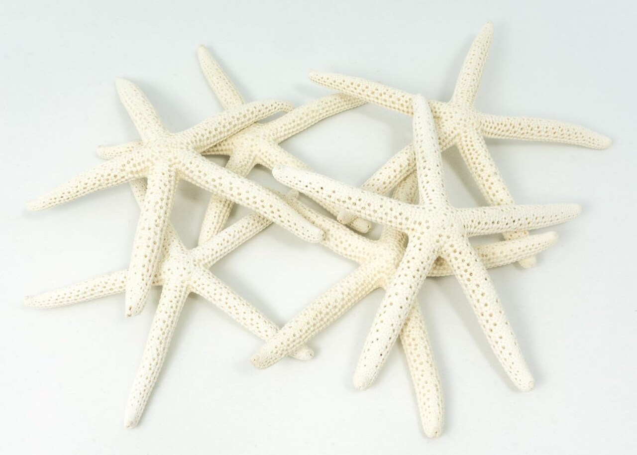 Starfish Decor - Star Fish for Craft - 6pk Real 3-4" White Sea Stars - Beach Wedding Decor - Coastal Party Decorations - Seashell Decor